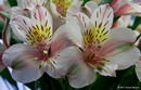 Alstroemeria Psittacina